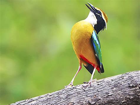 Travel To The Thrilling Wildlife Sanctuaries Of Gujarat - Nativeplanet