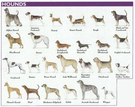 The 7 Dog Breed Groups Explained – American Kennel Club