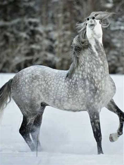 Beautiful Dapple grey horse with hus nose thrown up spirited in the air. Horse p… | Dapple grey ...