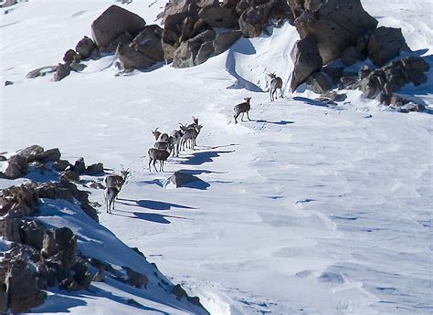 Sierra Nevada Bighorn Sheep – The JMT Wilderness Conservancy