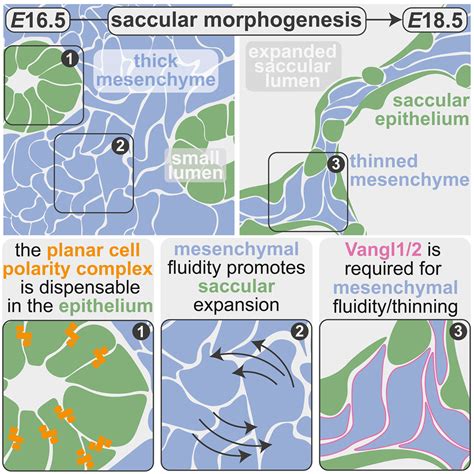 Vangl-dependent mesenchymal thinning shapes the distal lung during ...