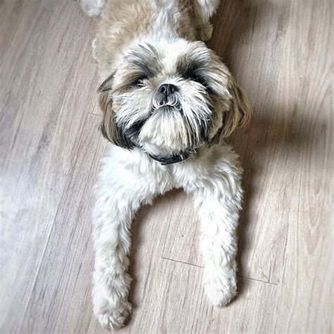 14+ Facts About Raising and Training Shih Tzu Dogs | Pet Reader