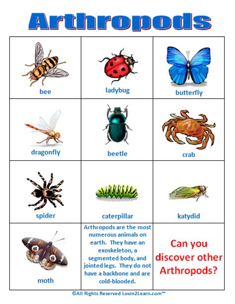 Super Subjects - Super Science - Life Science - Animal Groups - Arthropods | Arthropods, Animal ...