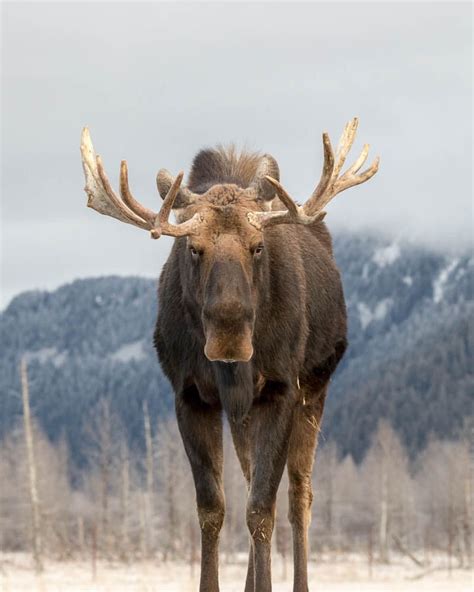 Moose // Alaska Wildlife Conservation Center