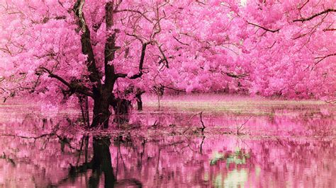 Pink Trees Wallpaper (58+ pictures)