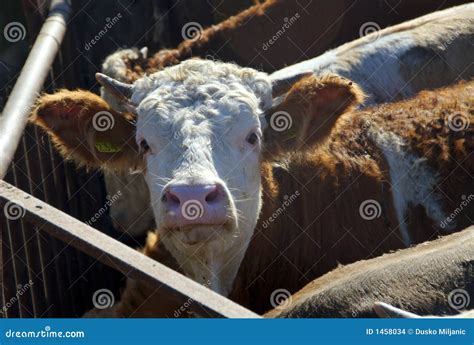 Caw stock photo. Image of curious, milk, animals, land - 1458034