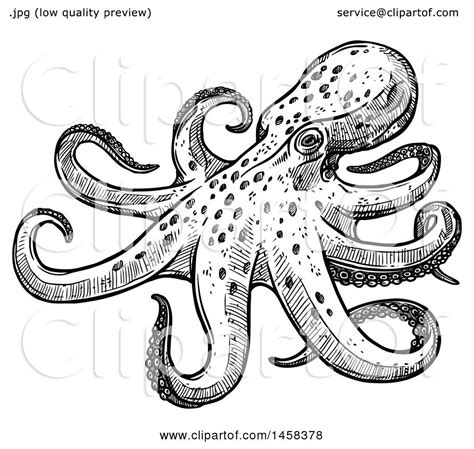 Clipart of an Octopus in Black and White Sketched Style - Royalty Free ...