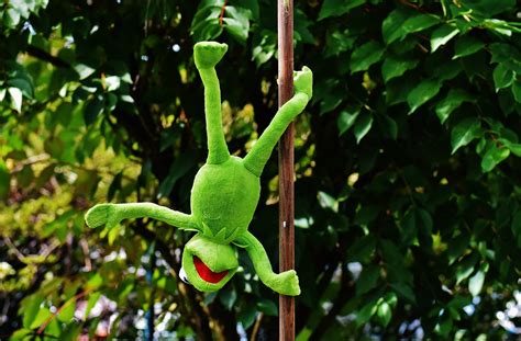 Download free photo of Pole dance,kermit,funny,soft toy,animal - from ...