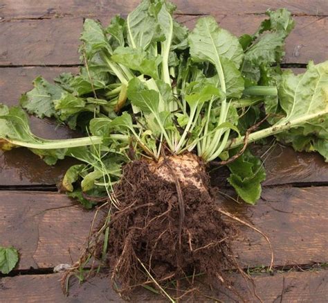 MANGEL WURZEL ROOT VEGETABLE SEEDS 4 SALE HERE ONLINE AUSTRALIA $4 - Sunblest Products