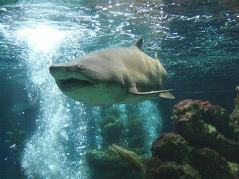 Shark! - Picture of Zoomarine Algarve, Guia - Tripadvisor