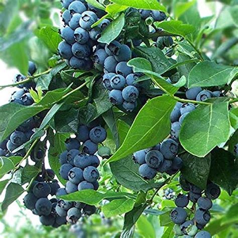 Bog Blueberry For Sale - Get 2 Berry Plants For $22.99 | Blueberry bushes, Blueberry plants for ...