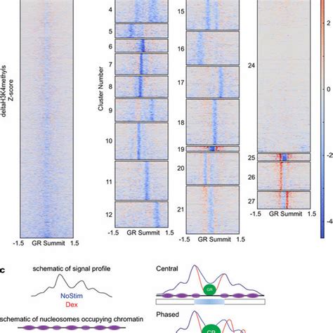 Schematic representation of histone modifications. The methylation... | Download Scientific Diagram