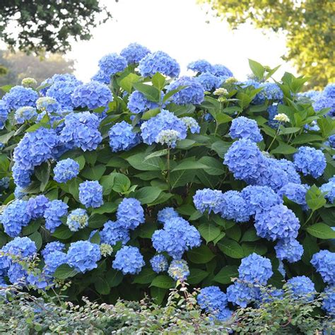 Hydrangea Tree Care | Plant Addicts