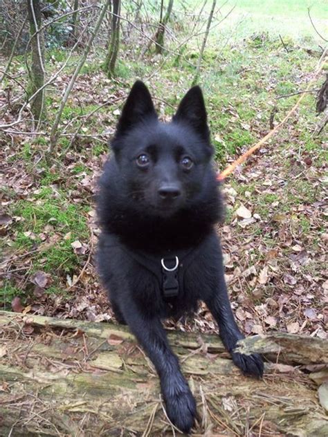 Schipperke | Schipperke, Dog cat, Dog breeds