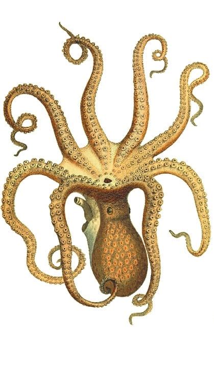 Download Octopus Vintage Squid Royalty-Free Stock Illustration Image - Pixabay