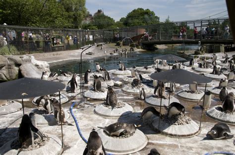 Edinburgh Zoo: A Great Day Out For The Whole Family