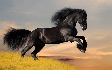 Black Wild Horses Wallpapers - Wallpaper Cave