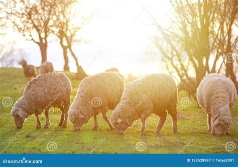 Sheep Grazing, Near a Big Tree at Sunset Time Stock Image - Image of ...