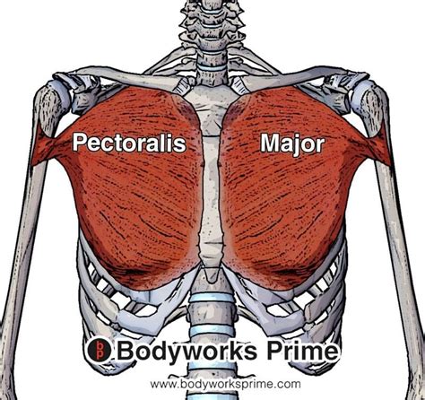 Pectoralis Major Muscle Anatomy - Bodyworks Prime