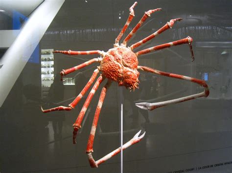 Japan - It's A Wonderful Rife: Giant Japanese Spider Crab