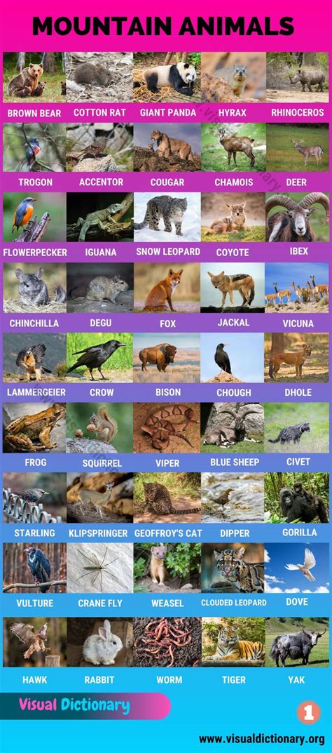 Mountain Animals List