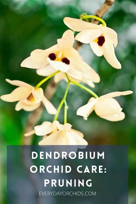 How To Prune A Dendrobium Orchid - Everyday Orchids