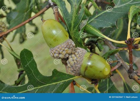 Tree Identification. Fruit. White Oak. Quercus Alba Royalty-Free Stock ...