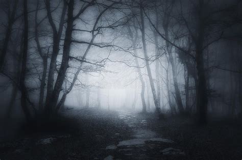 Path in dark and scary forest. Path in a dark and scary forest , #AFF, #dark, #Path, #forest, # ...