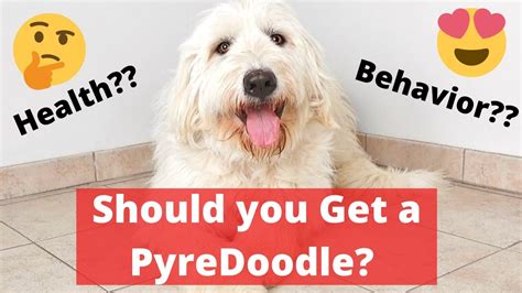 A Complete Guide on Pyredoodle | Is it Really that Cute and Desirable ...