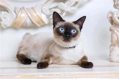 Fascinating Facts About Siamese Cats, 51% OFF