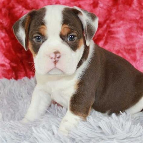 Best Beabull Puppies for Sale | TrustedPuppies.com