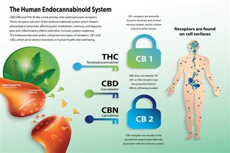 What Is The Endocannabinoid System? - 2020 Organics