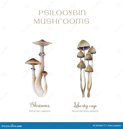 Psilocybe Semilanceata And Psilocybe Cubensis Set. Watercolor ...