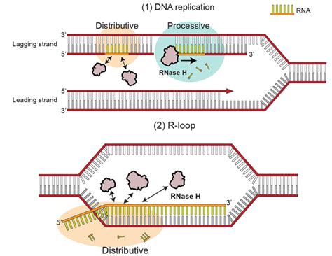 RNase H의 새로운 RNA 분해기전 규명 > BRIC