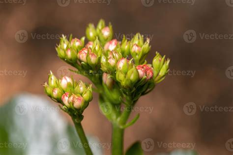 Flaming Katy Red Flower 3796891 Stock Photo at Vecteezy