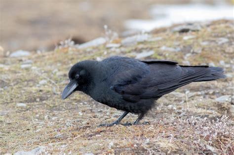 Large-billed crow (Corvus macrorhynchos) - Chopta Uttarakhand India ...