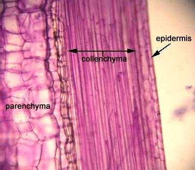 Collenchyma Tissue | BIOL/APBI 210 Lab Information