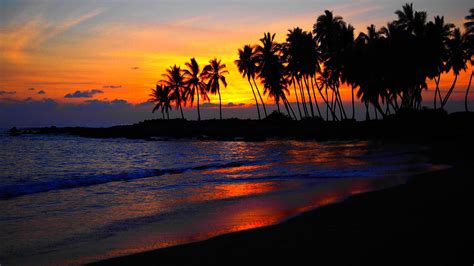 Several palm trees, beach, sunset, palm trees HD wallpaper | Wallpaper Flare