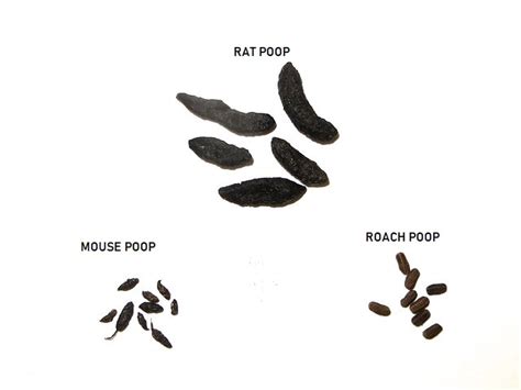 Roach Poop: Cockroach Poop Images and How to Clean Roach Poop ...