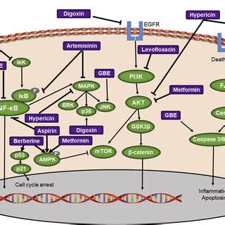 Molecular antitumor mechanisms of nine phytochemicals repurposing for... | Download Scientific ...