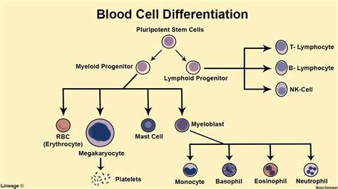 Cells of the Immune System - Immunology - Medbullets Step 1