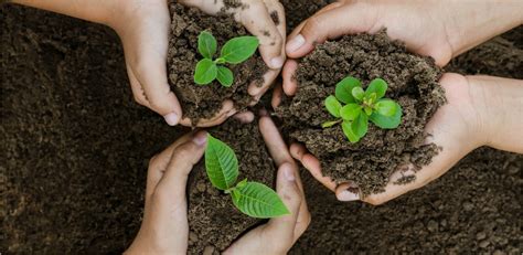 Environmental Impact: Planting Trees - Tidewater Staffing