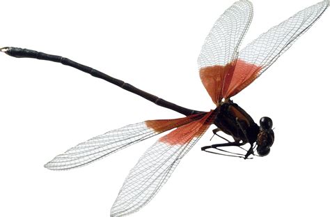 Dragonfly PNG transparent image download, size: 2146x1410px