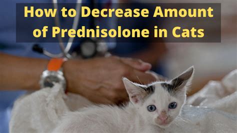 How to Decrease Amount of Prednisolone in Cats - The Kitty Expert