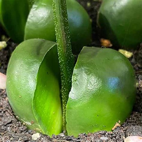 How to Grow the 'Lucky Bean Tree' - Castanospermum australe