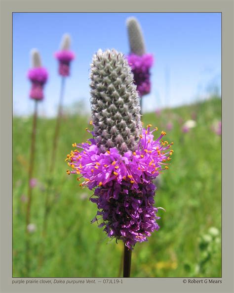 purple prairie clover - Dalea purpurea Vent - 07JL19-1 Photograph by ...