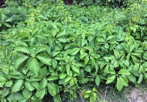 identification - Please help identify this aggressive vine? - Gardening & Landscaping Stack Exchange