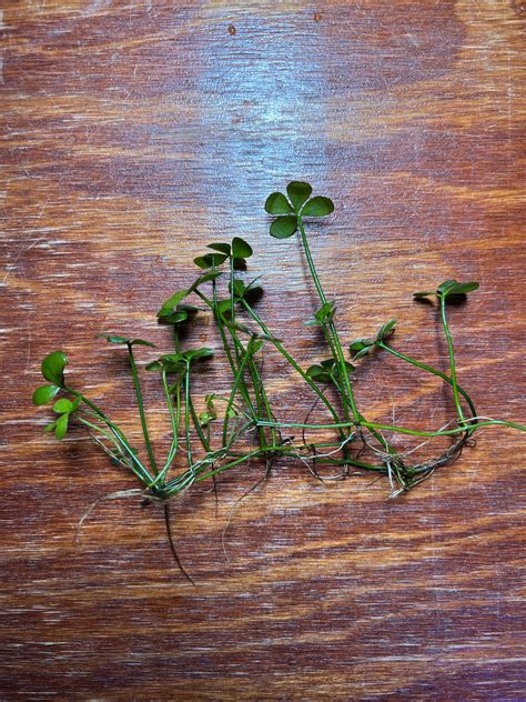 Four Leaf Clover – Marsilea quadrifolia – Water Colors Aquarium Gallery