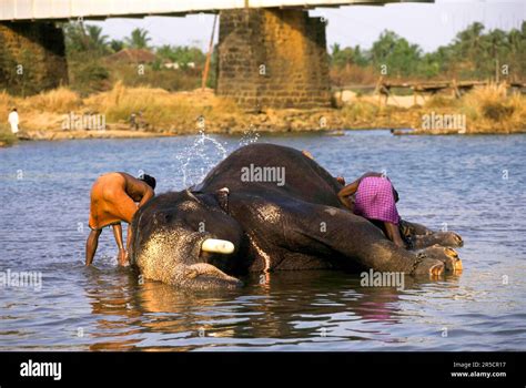 Elephant bathing in Bharathapuzha River in Cheruthuruthy, Kerala, India, Asia Stock Photo - Alamy