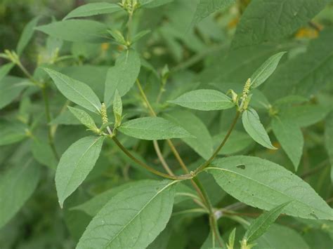 Ragweed | Identify that Plant